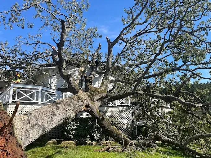 Large fallen tree blocking a house with white porch railing under a blue sky
