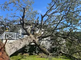Large fallen tree blocking a house with white porch railing under a blue sky