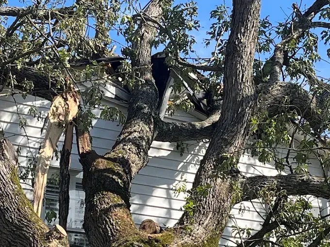 Gnarled tree branches over a white house roof under a clear blue sky