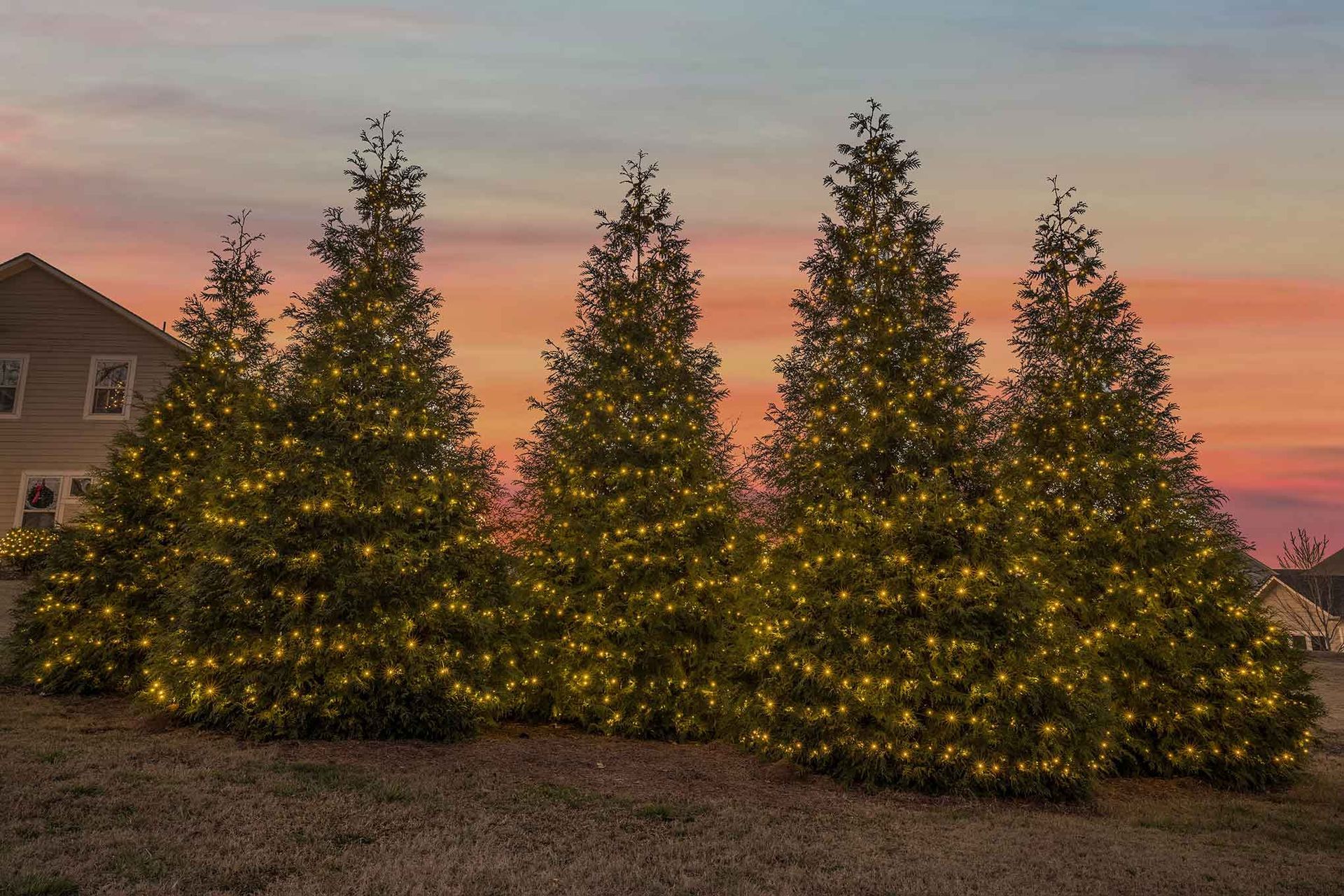 Four lit Christmas trees glowing at dusk in front of a house