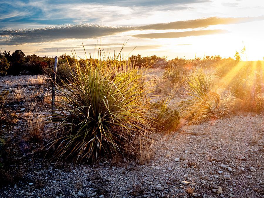 Desert sunset
