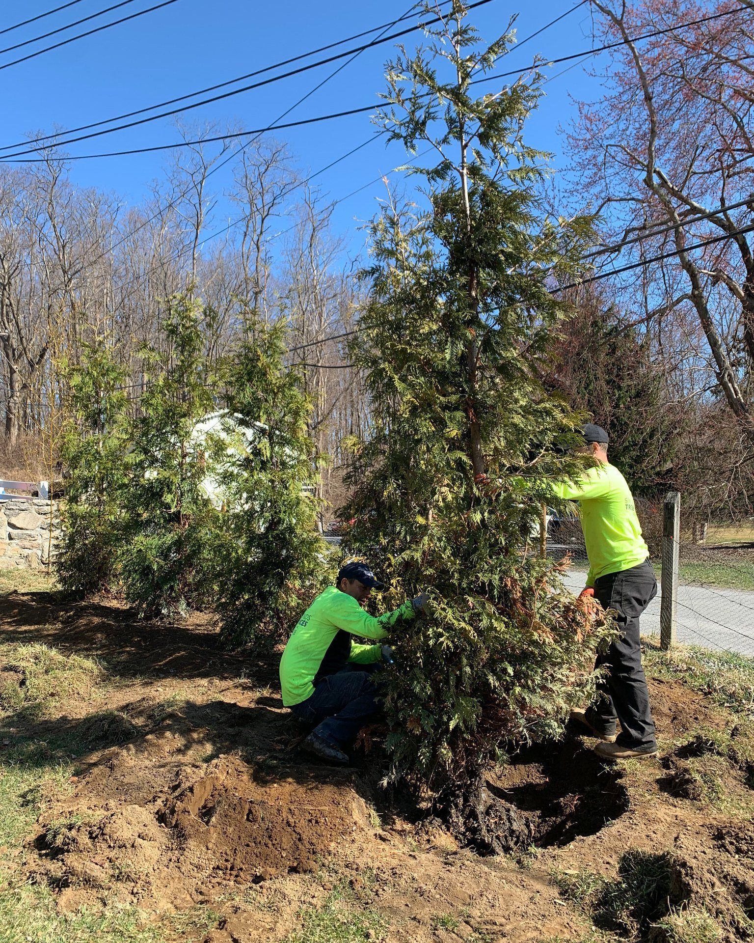 Six Diamonds Planting Trees