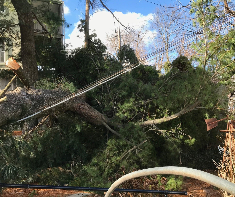 a tree that has fallen on a power line .