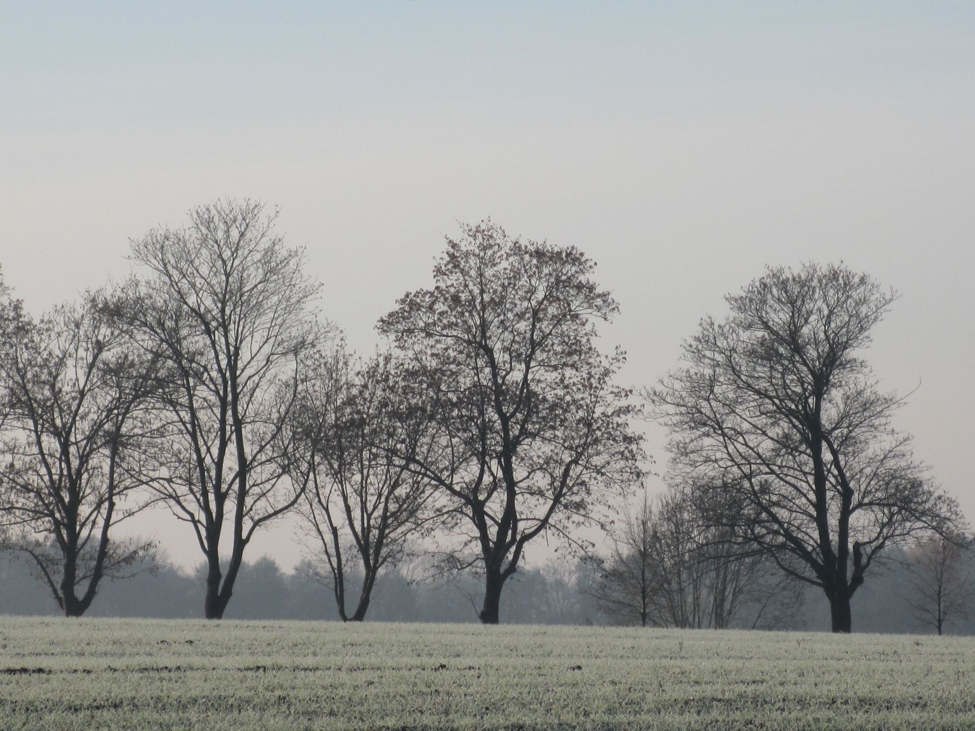 Trees beginning dormancy process