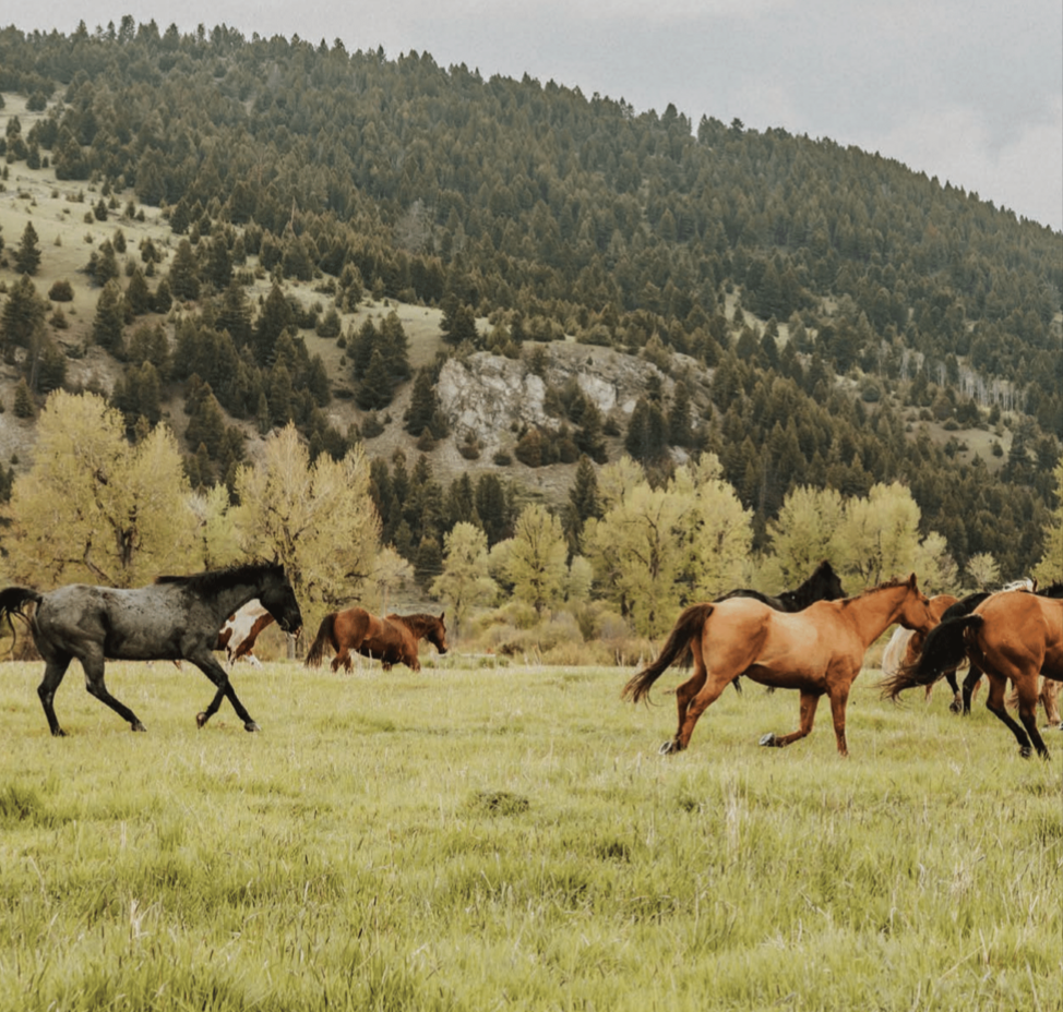 Horses grazing in a green pasture with a forested mountain in the background.