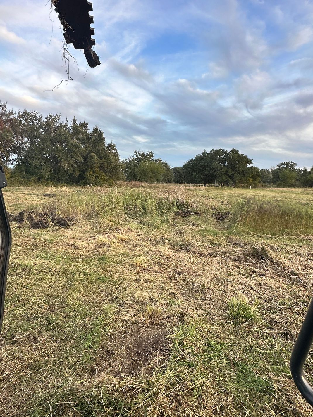 Huisache removal after