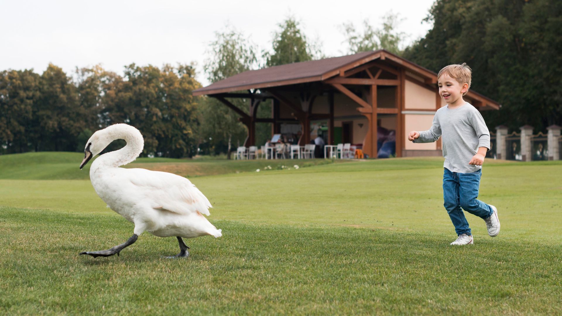 A person runs on a golf course while a white swan walks across the grass near them.