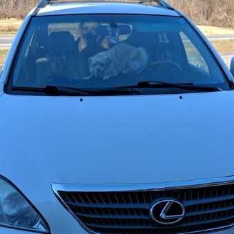 Dogs in Car | Bill's Auto Clinic