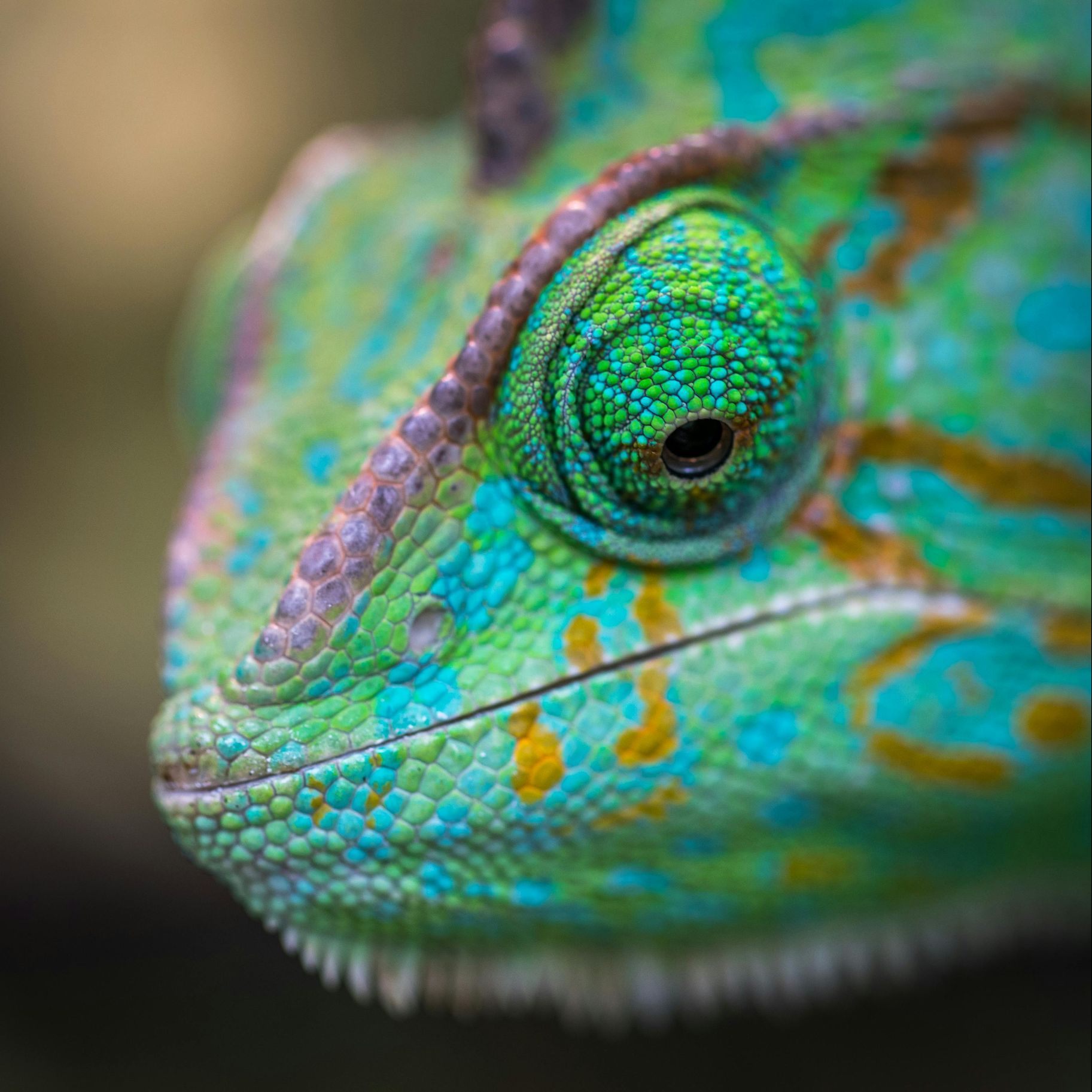 A close up of a chameleon 's face with a blurry background.
