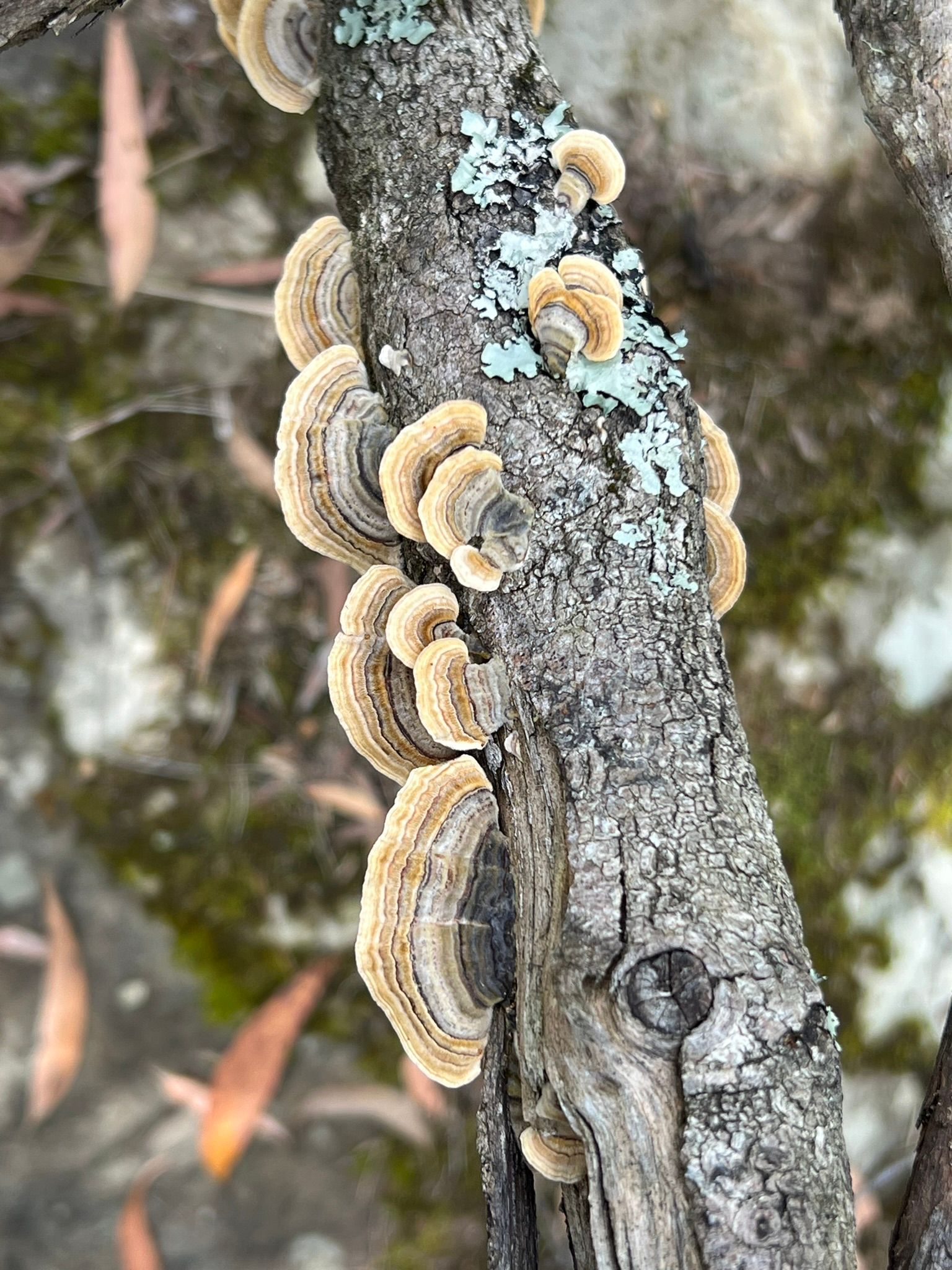 fungus mushroom