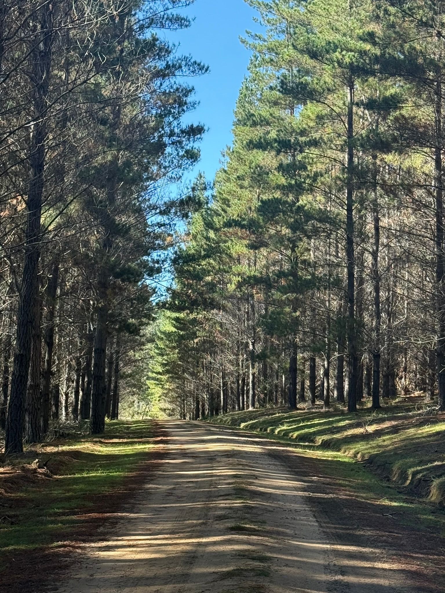 pine forest