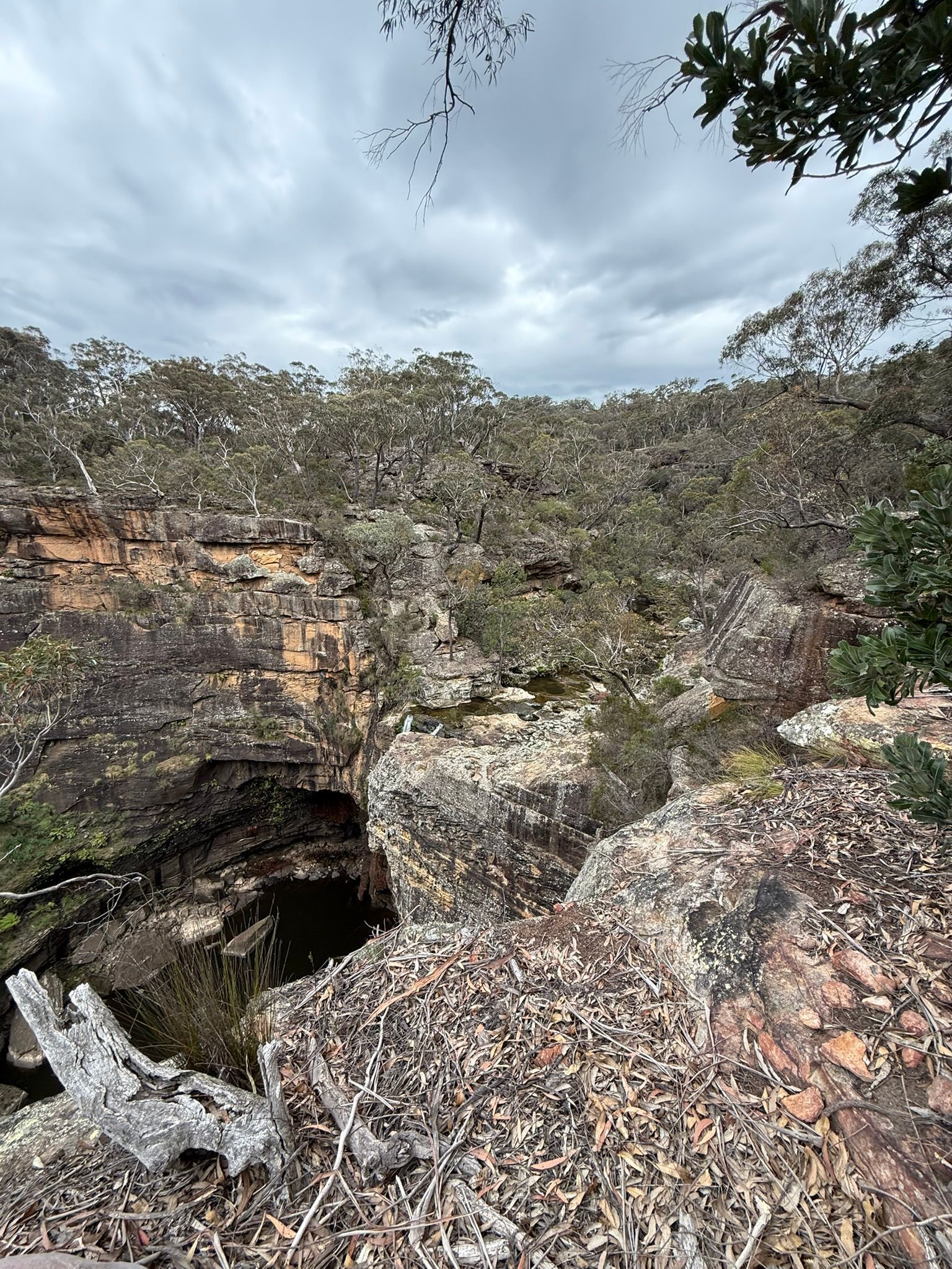 bush view