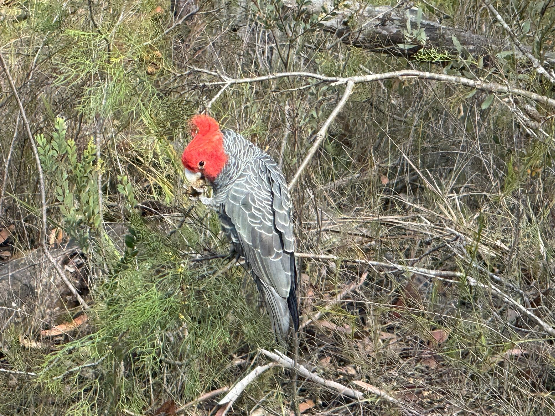 Australian wildlife bird watching birdwatching