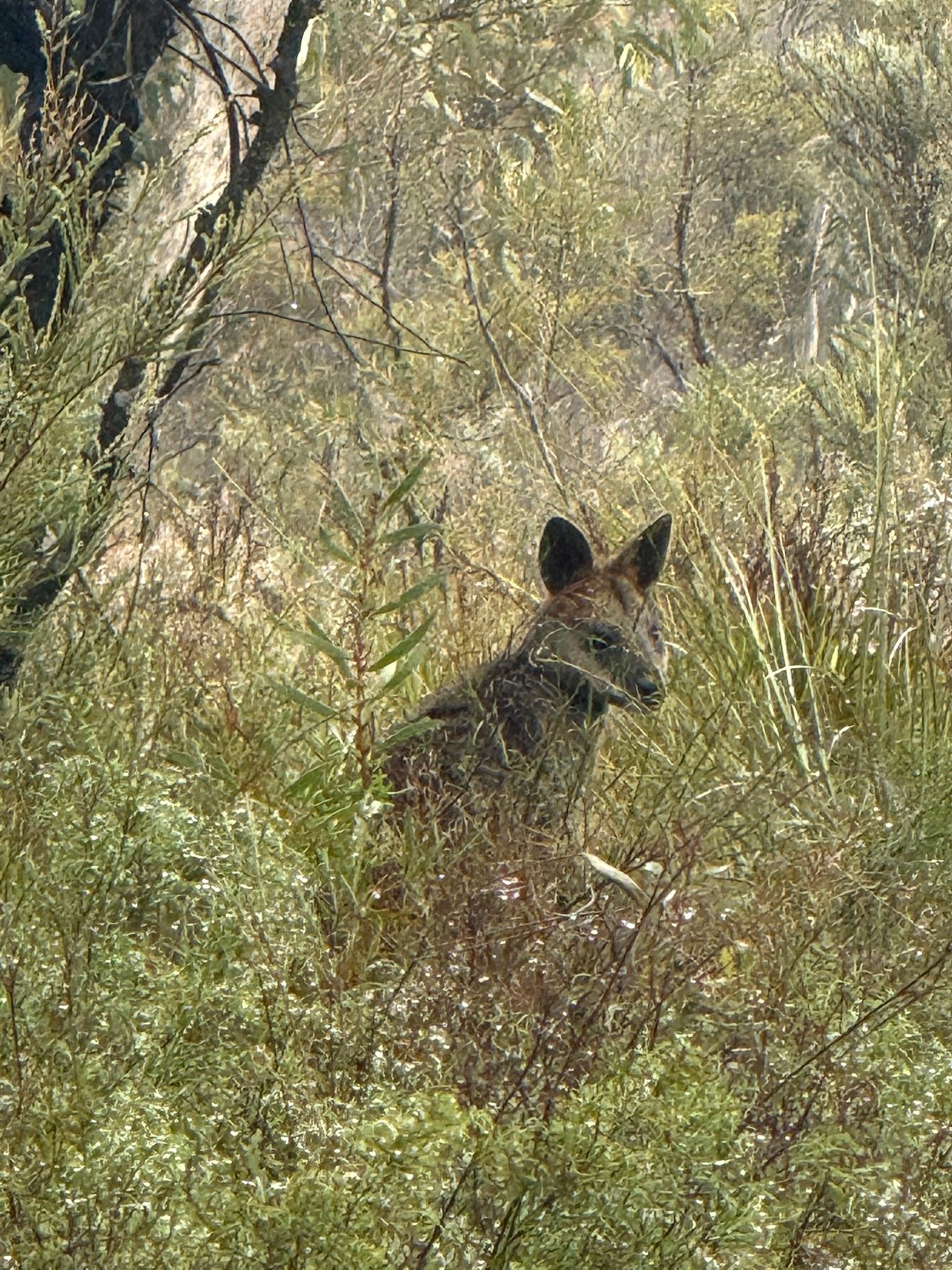 wallaby kangaroo native Australian Wildlife