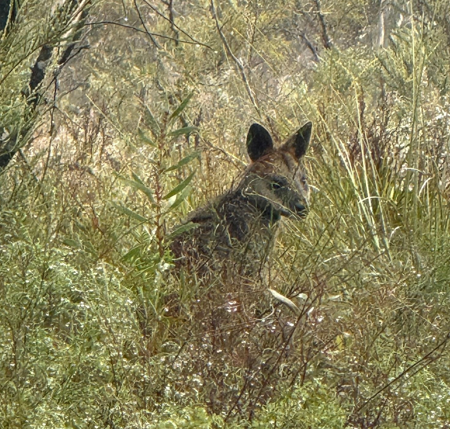wallaby
