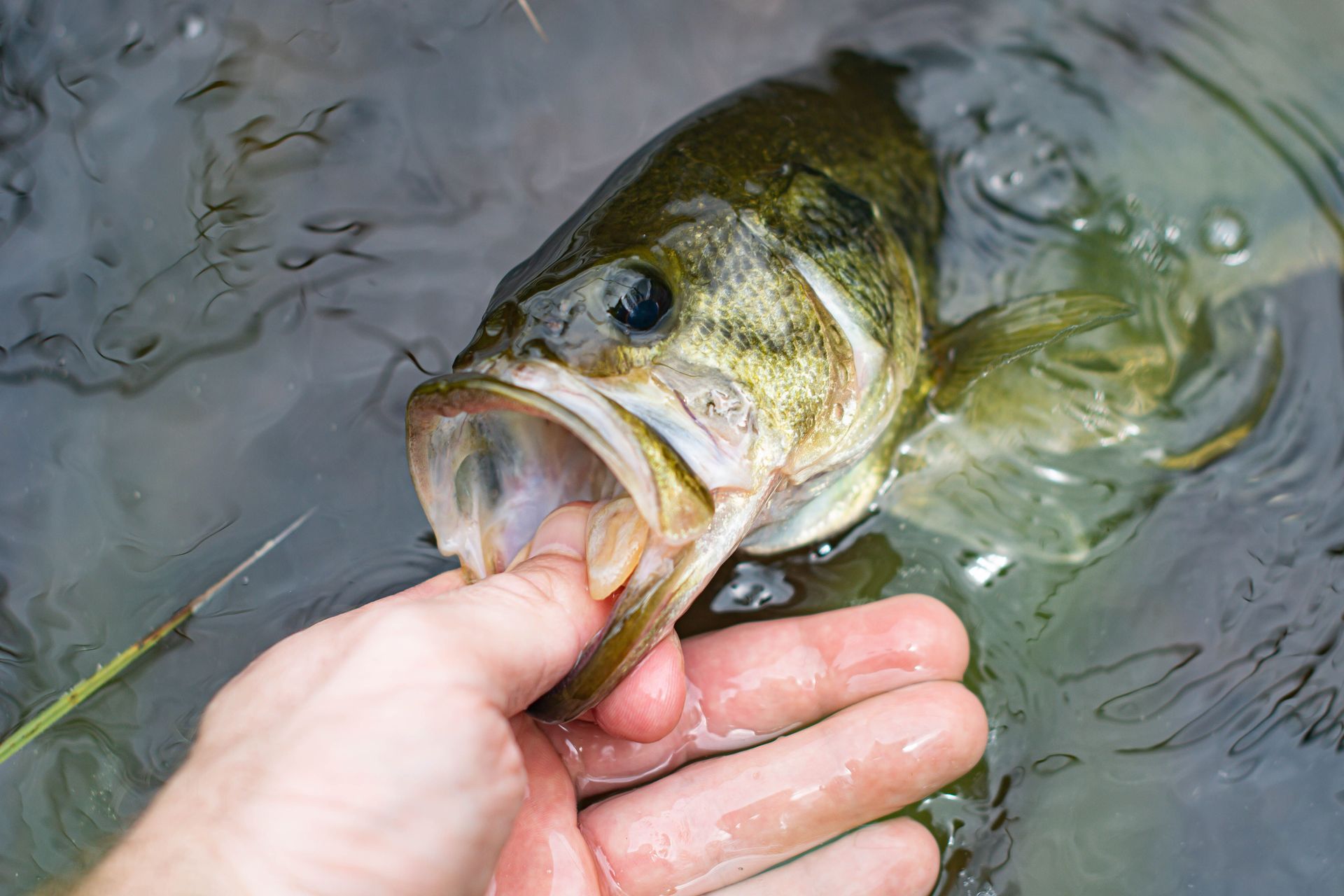 fishing creek fish fly fish trout bass cod