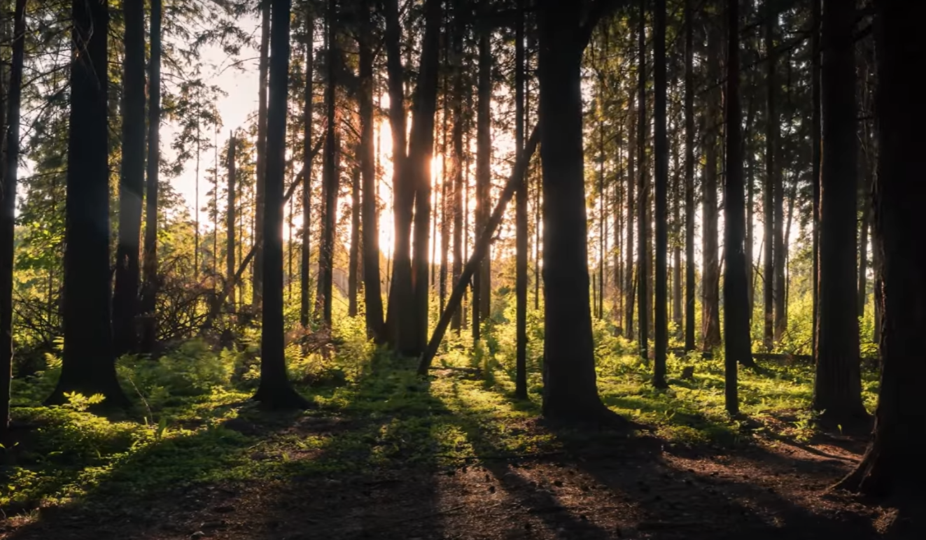 pine forest