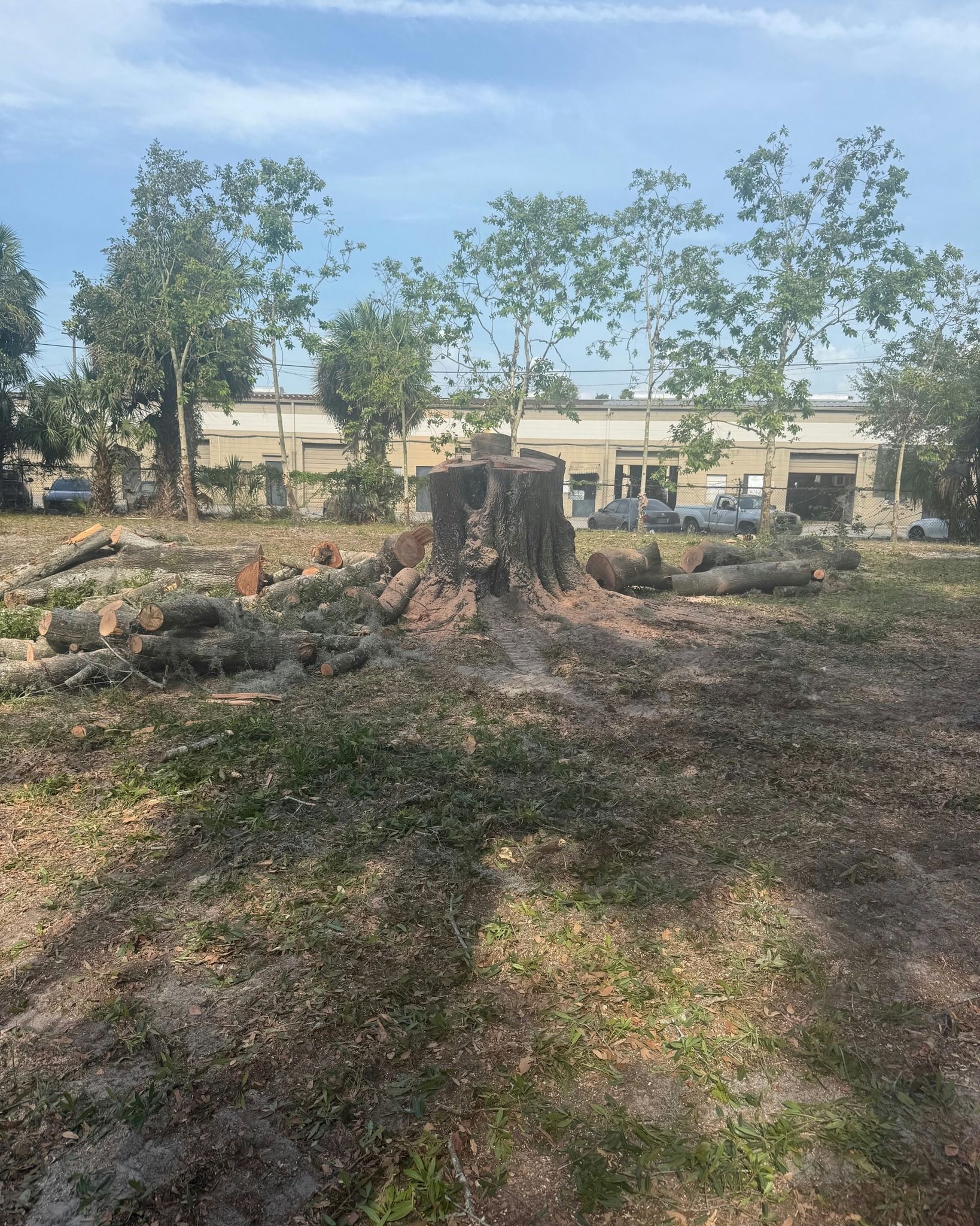 Brush clearing in a yard with trees and a building in the background under a blue sky