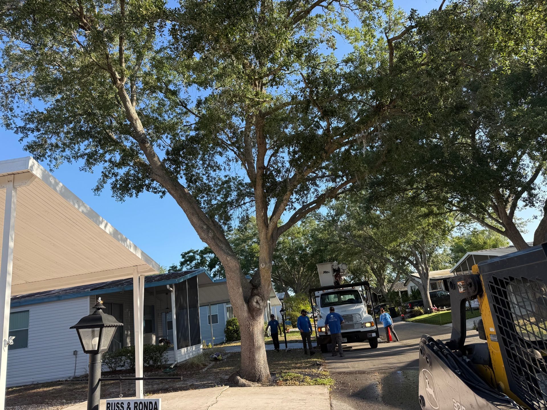 Large tree shading a parking area with a blue van and people near a building on a sunny day