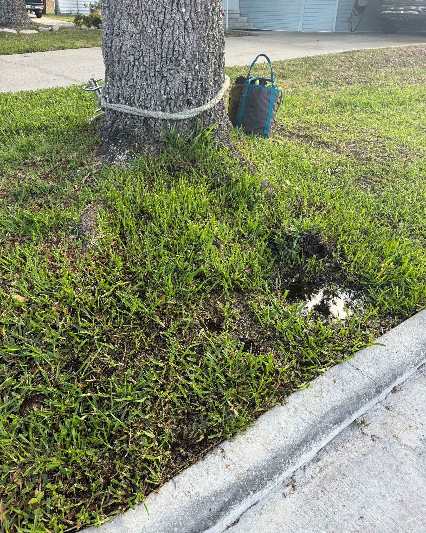 Tree trunk with gray cable beside a green lawn and sidewalk curb, with a small puddle nearby