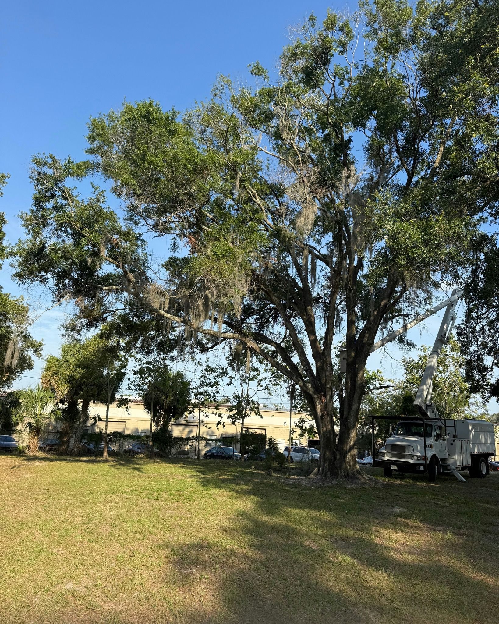 Large tree in a grassy park under a clear blue sky, with parked cars and buildings in the background