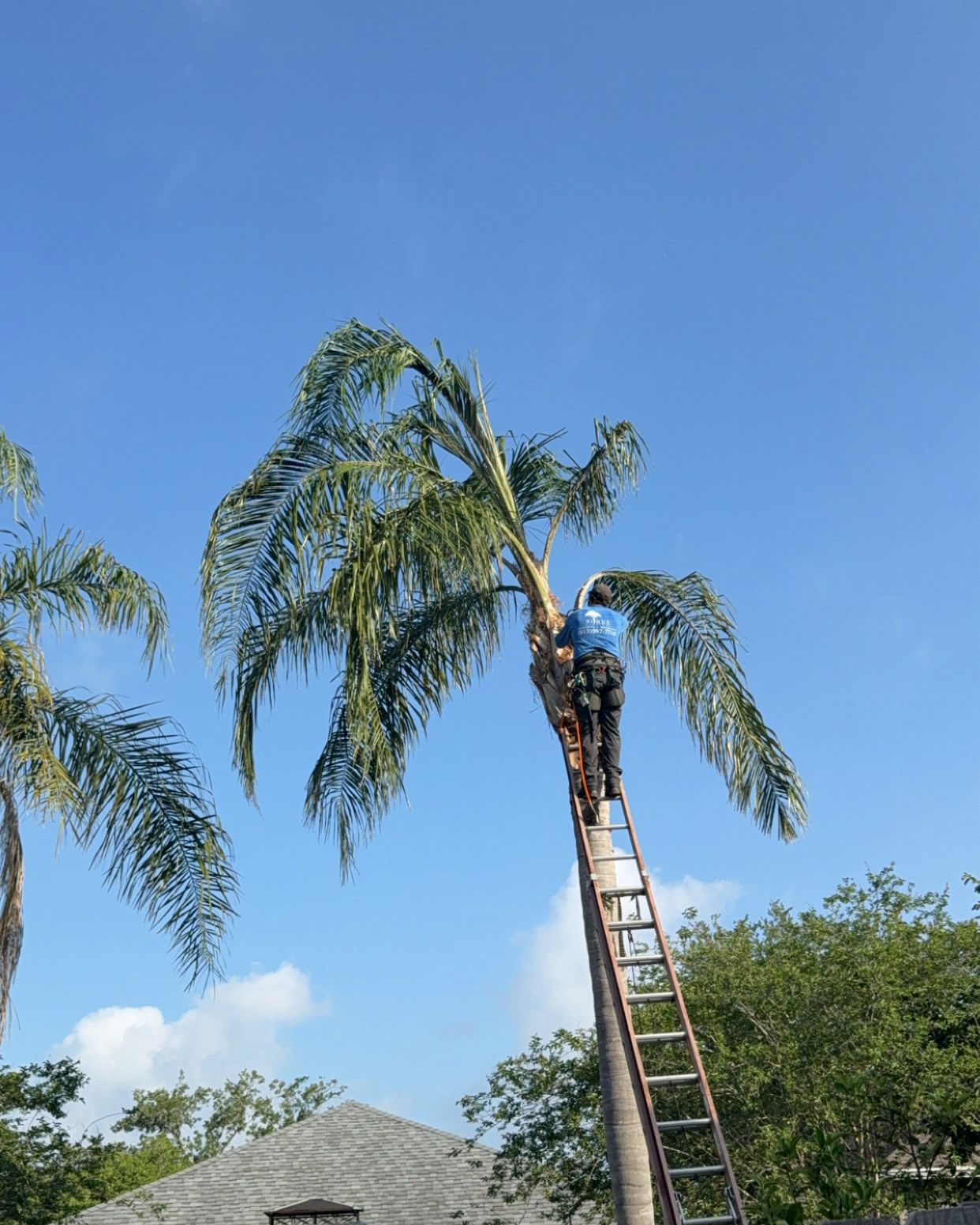 Worker trimming a palm tree atop a ladder under a clear blue sky