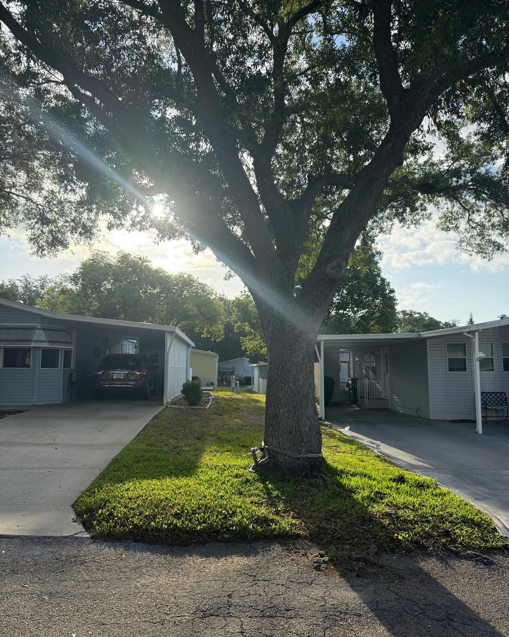 Large tree shading a driveway between two small houses, with sunlight filtering through the leaves.