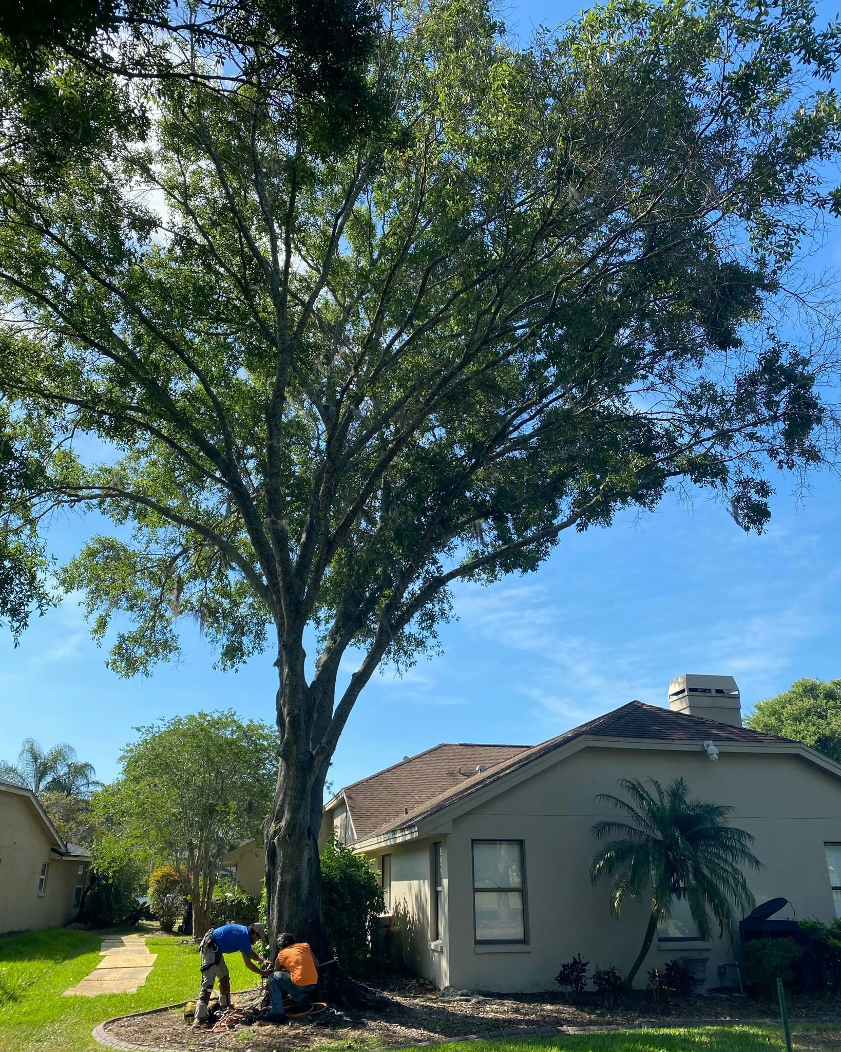 Large tree shading a house and yard, with two people working near the base.