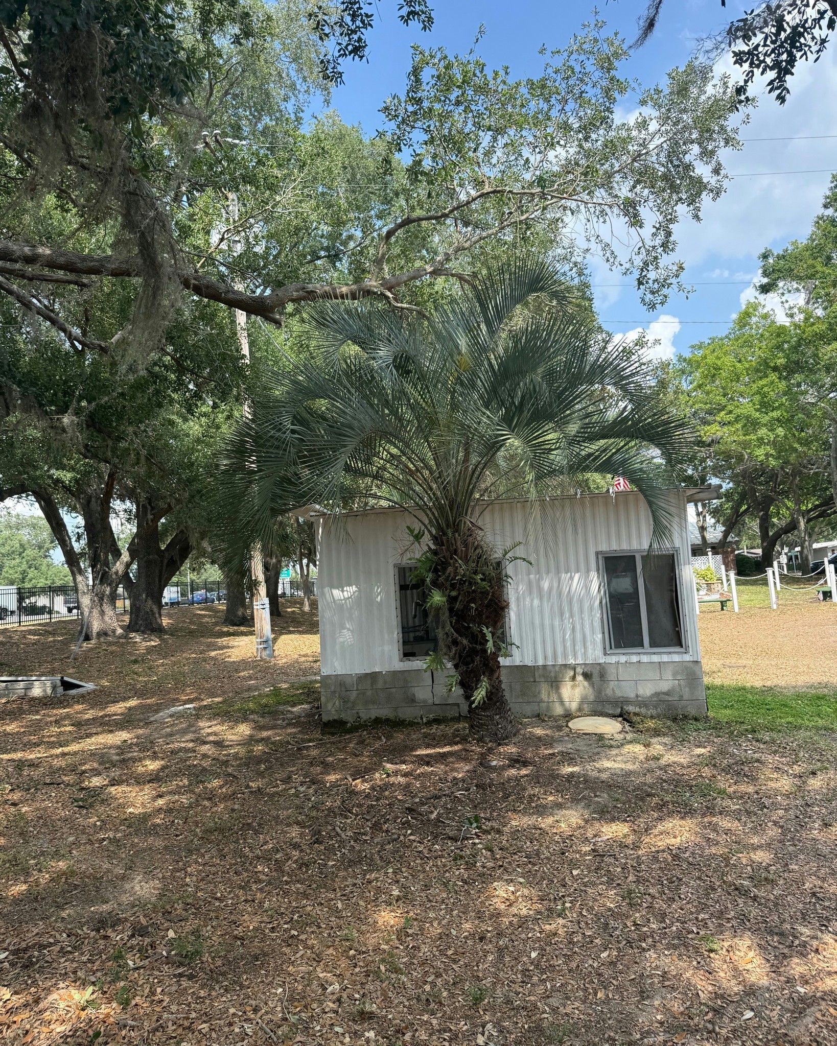 Small white utility shed under large trees in a leaf-covered park clearing.