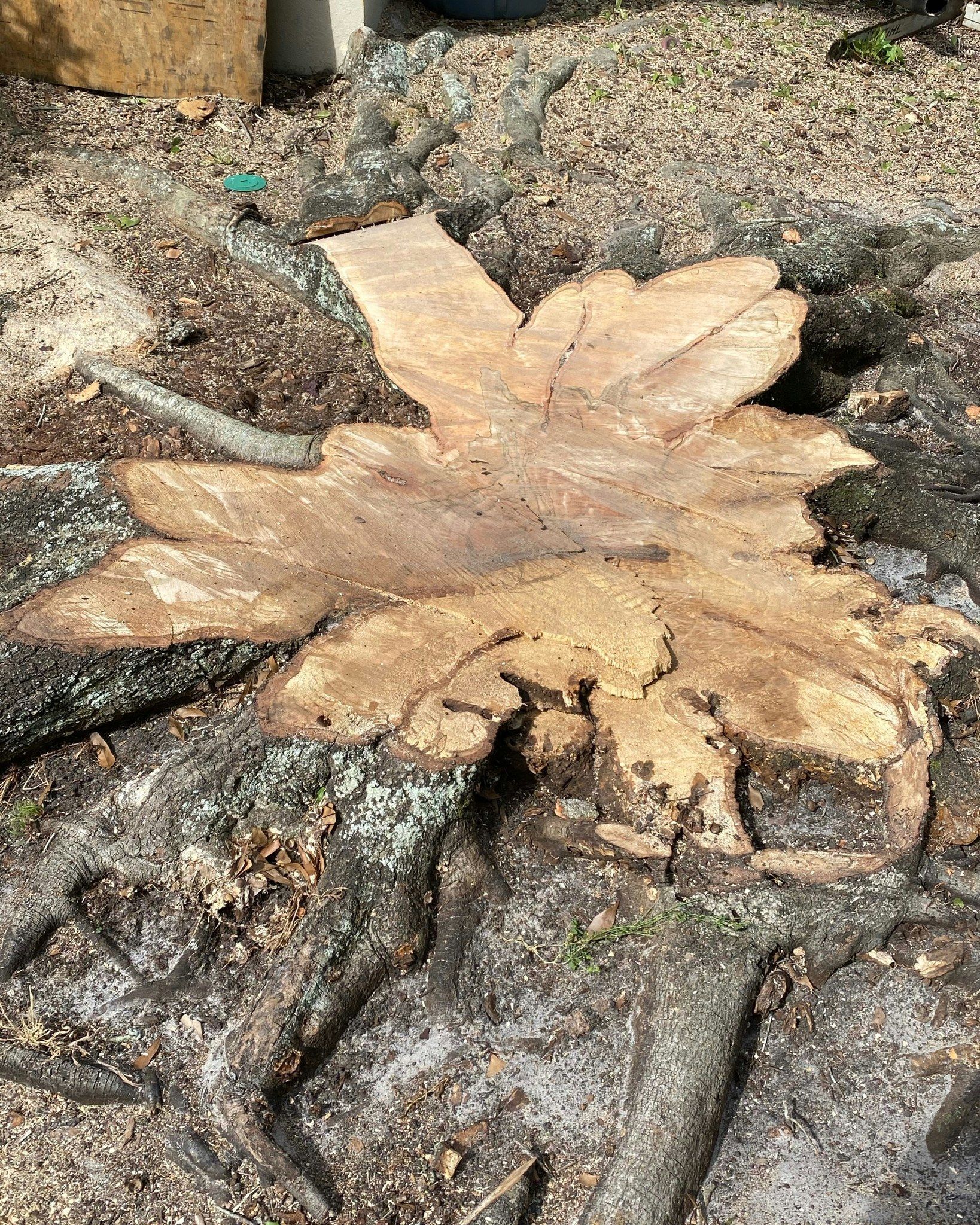 A light tan tree stump or cut log with branching wood grain on dark gravel ground.