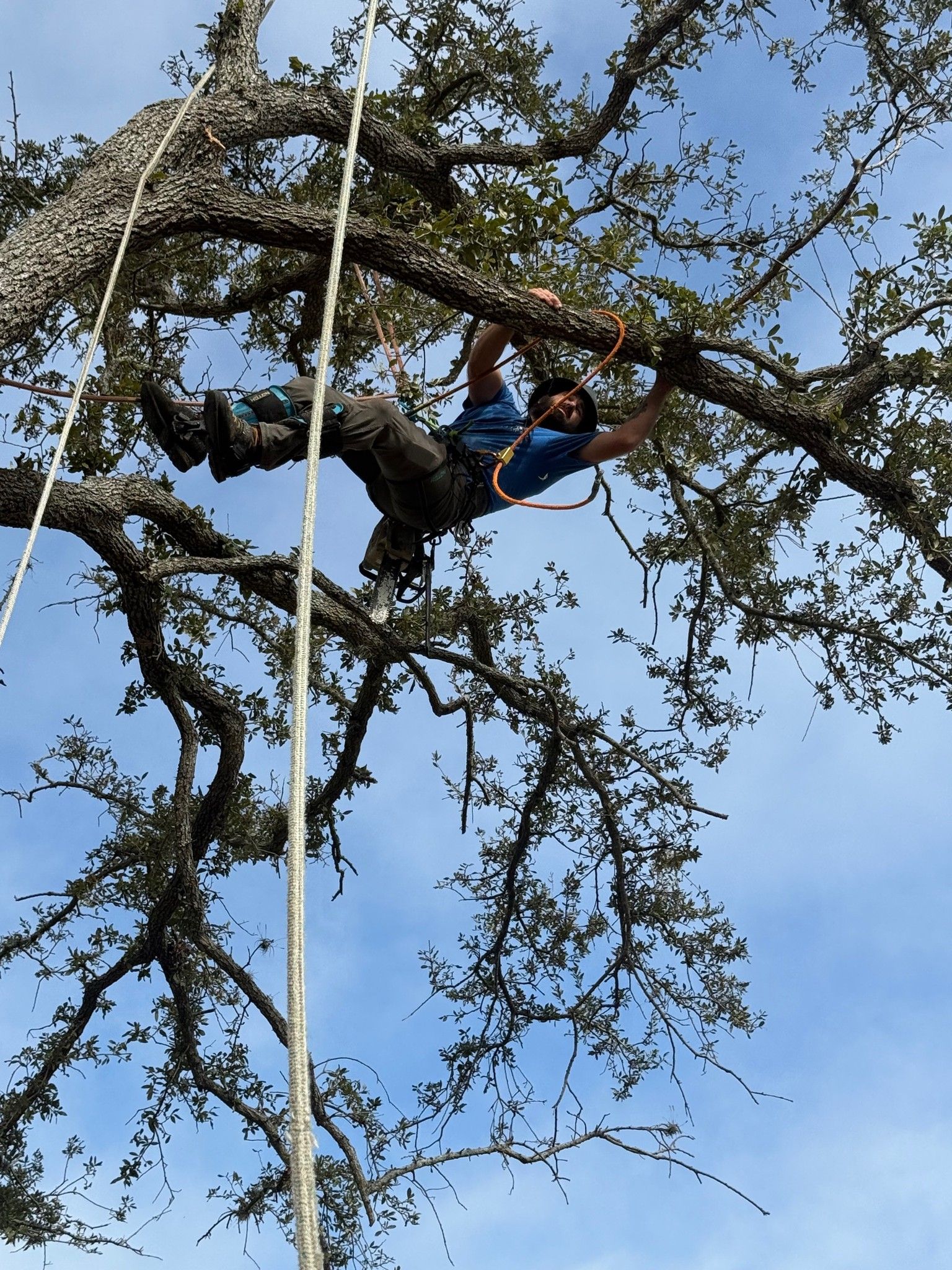 Person climbing a rope near a tree canopy against a blue sky