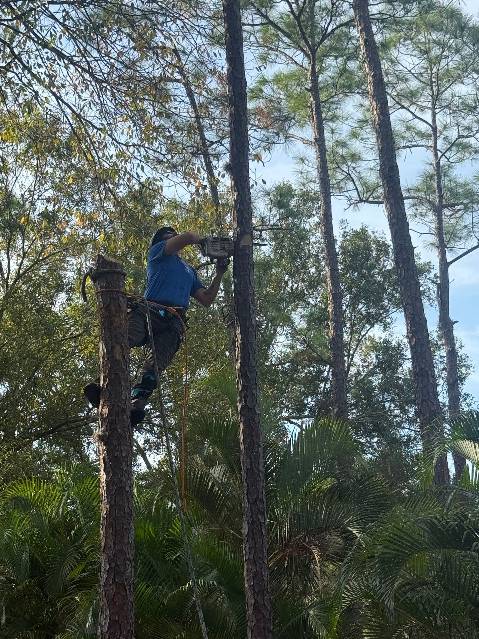 Person in a blue shirt climbing a tree trunk in a wooded area under a bright sky