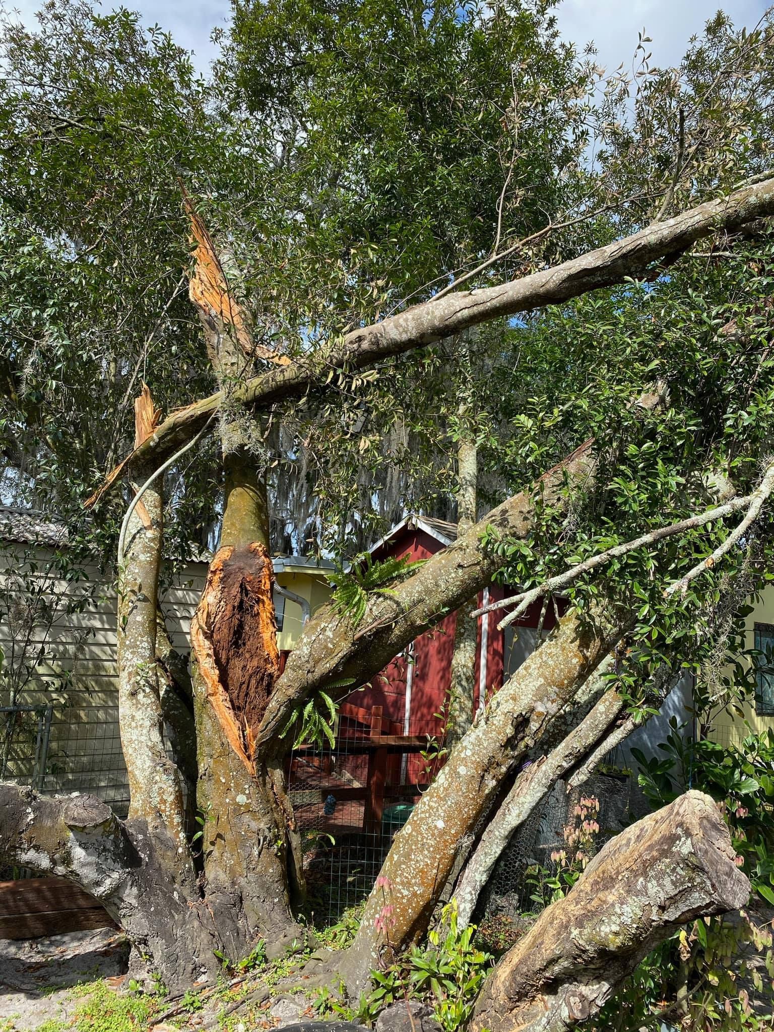 Broken tree trunks and branches in a yard beside a red shed, with foliage and storm damage.