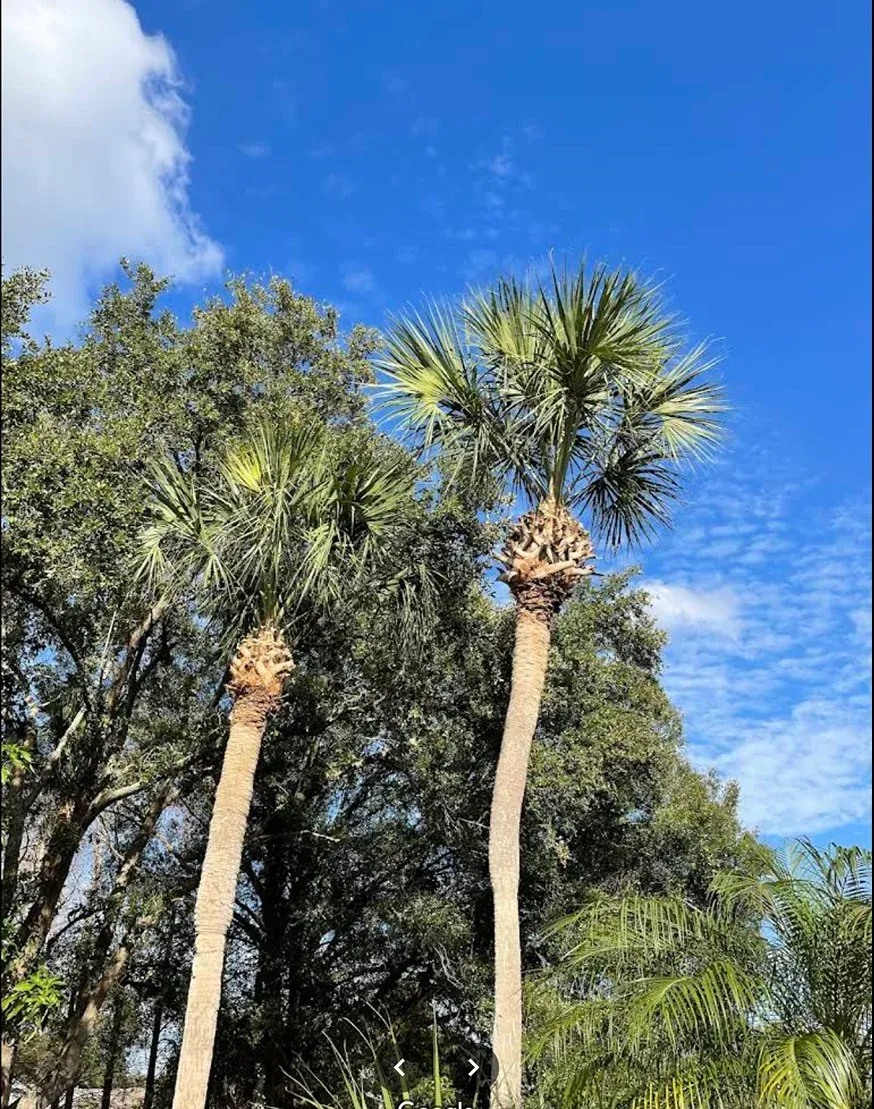 Tall palm trees against a bright blue sky with scattered clouds