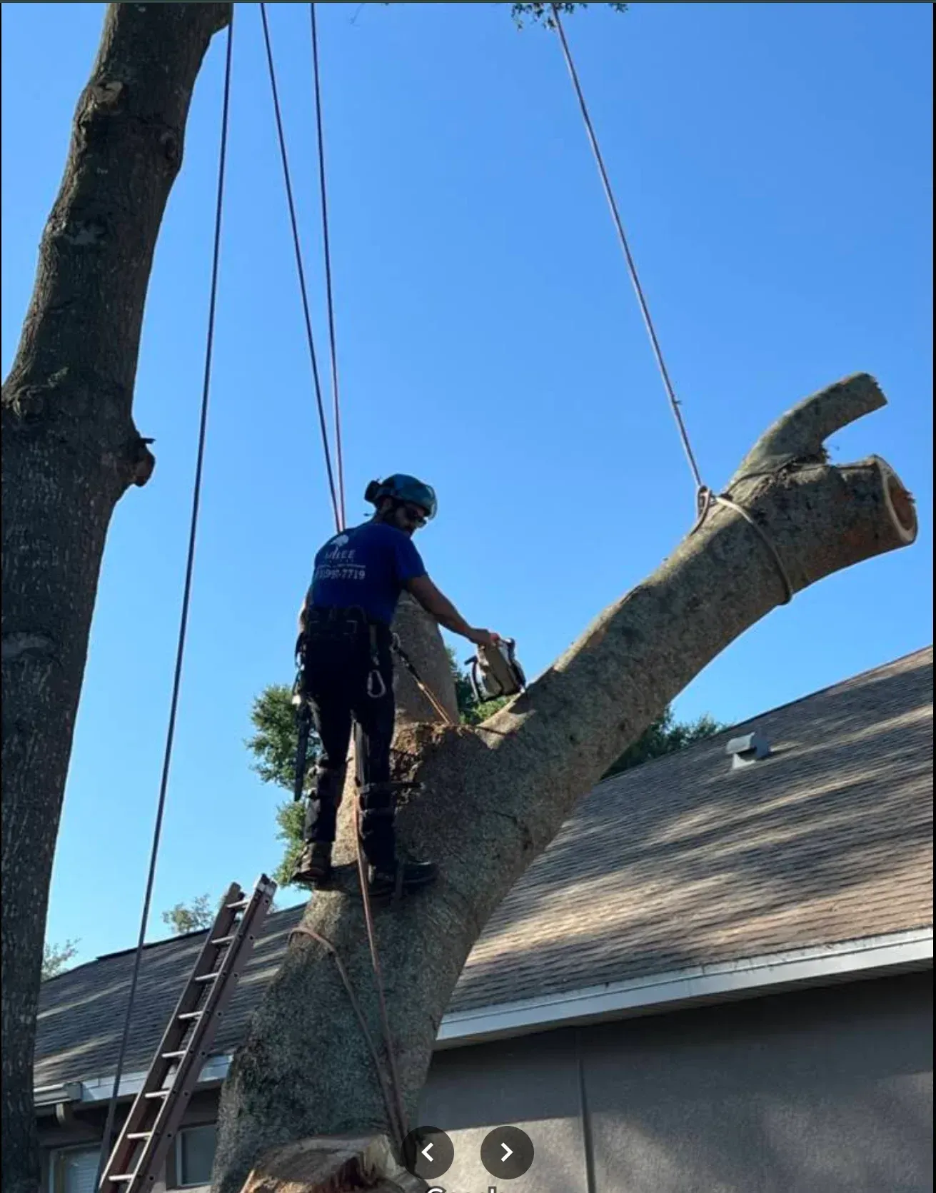 Worker trimming a large tree limb beside a house, secured with ropes under a clear blue sky