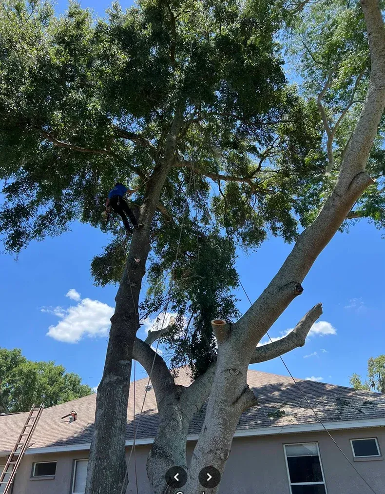 Tall tree with green leaves beside a house under a bright blue sky.