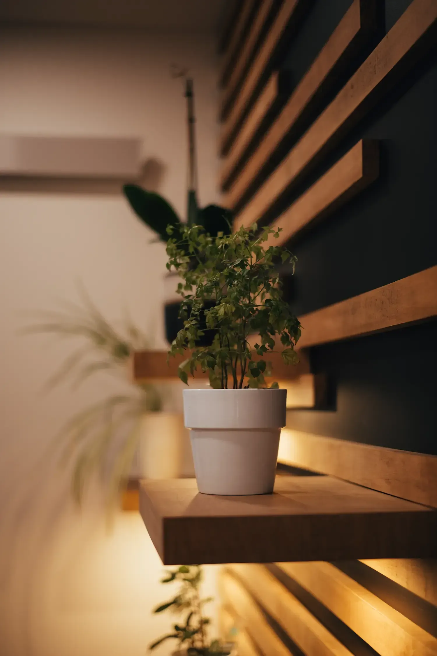 Potted plant on a wooden shelf beside a softly lit striped wall