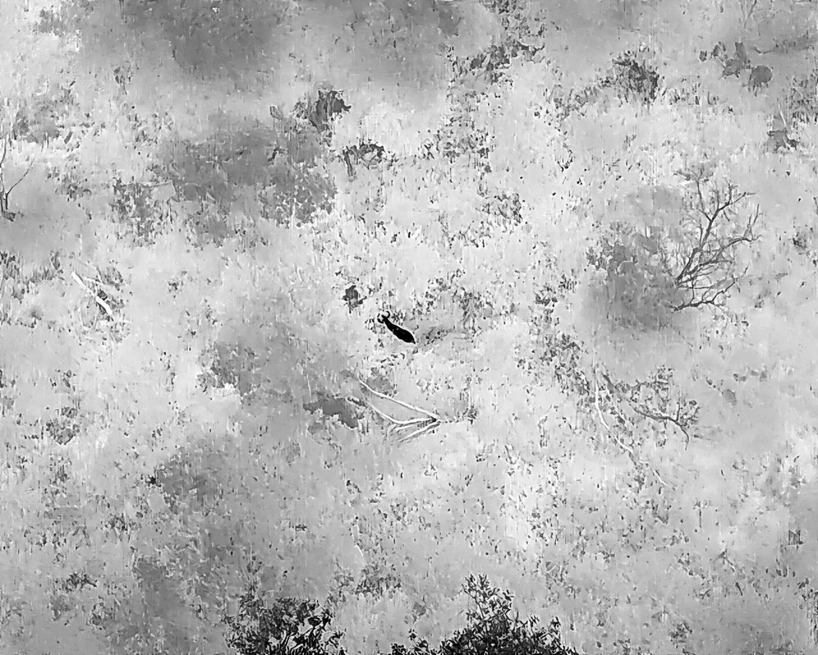 Thermal drone view of a downed deer in dark woodland