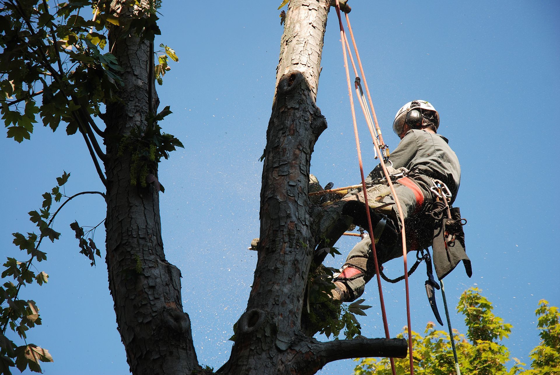 A harnessed climber trims branches high in a tall tree against a blue sky during tree service work. A harnessed climber trims branches high in a tall tree against a blue sky during tree service work.