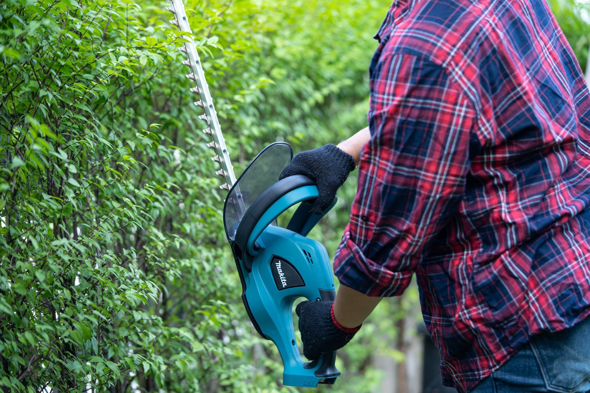 Gardener using electric hedge trimmer to shape treetop in lush garden. Gardener using electric hedge trimmer to shape treetop in lush garden.