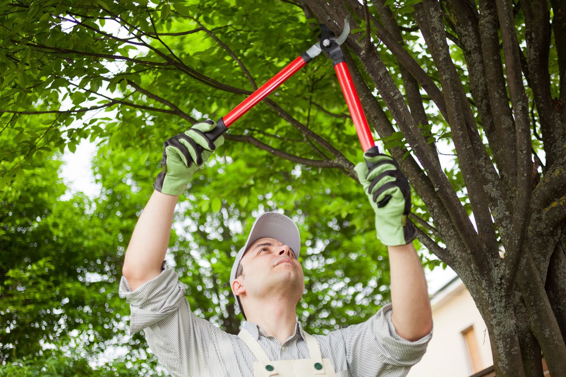 Man wearing gloves uses red loppers to trim tree branches during routine garden maintenance. Man wearing gloves uses red loppers to trim tree branches during routine garden maintenance.