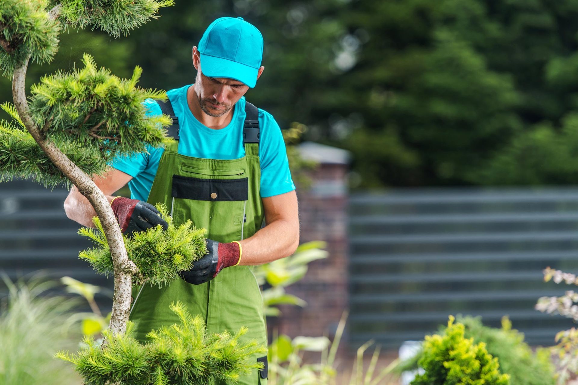 Garden maintenance performed, showcasing commercial tree trimming, ensuring neat outdoor care. Garden maintenance performed, showcasing commercial tree trimming, ensuring neat outdoor care.