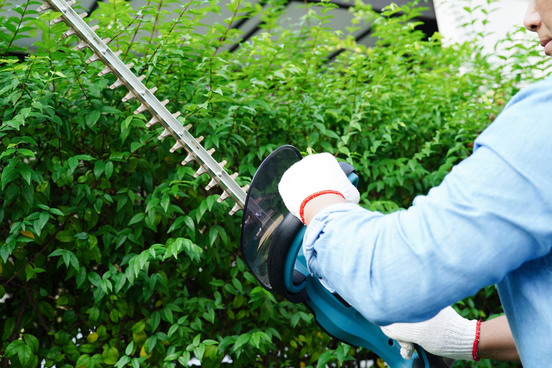 A professional in gloves using a hedge trimmer to trim a green hedge for commercial tree service. A professional in gloves using a hedge trimmer to trim a green hedge for commercial tree service.