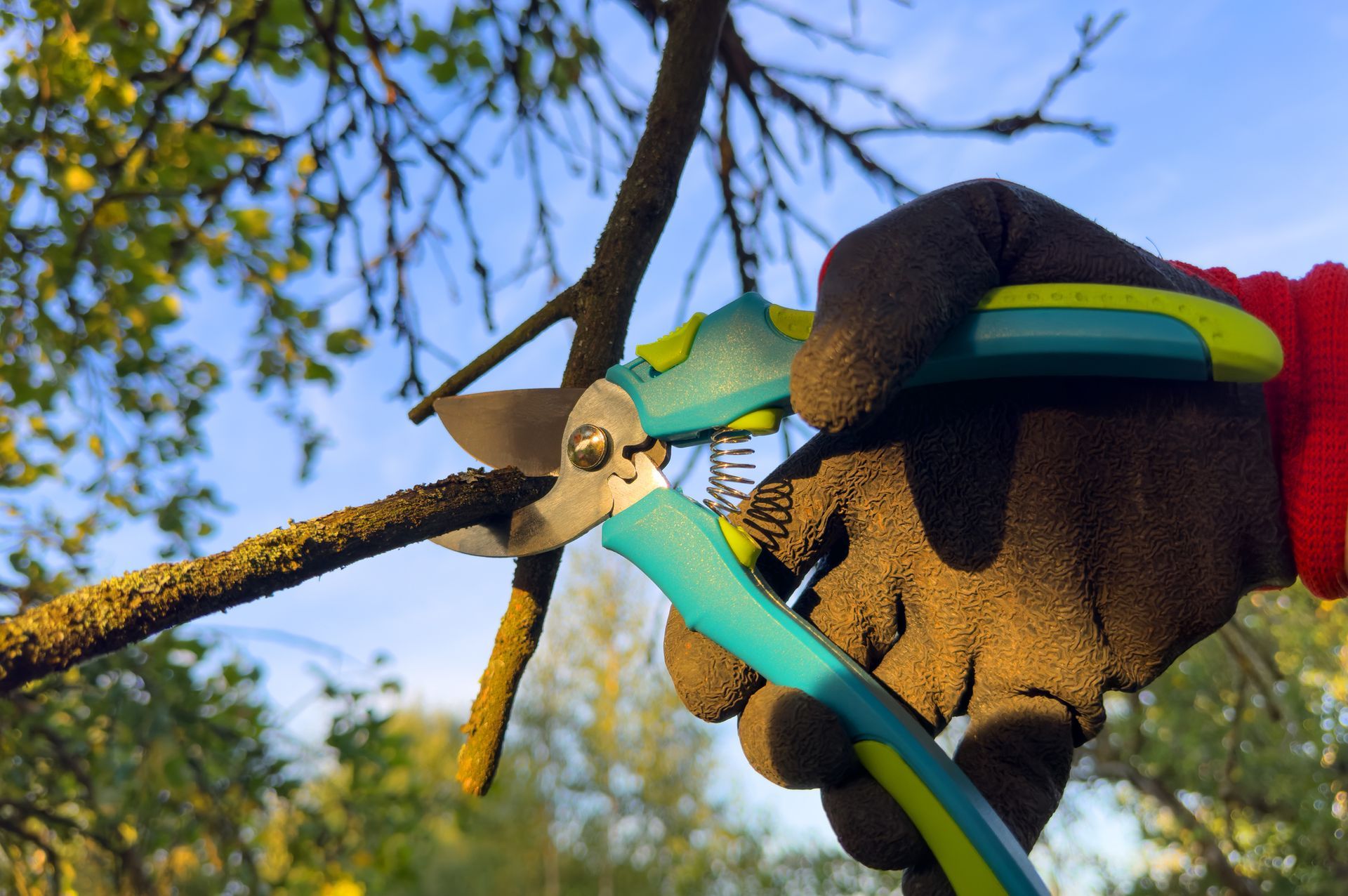 A Gloved hand using pruning shears to cut a small tree branch outdoors. A Gloved hand using pruning shears to cut a small tree branch outdoors.