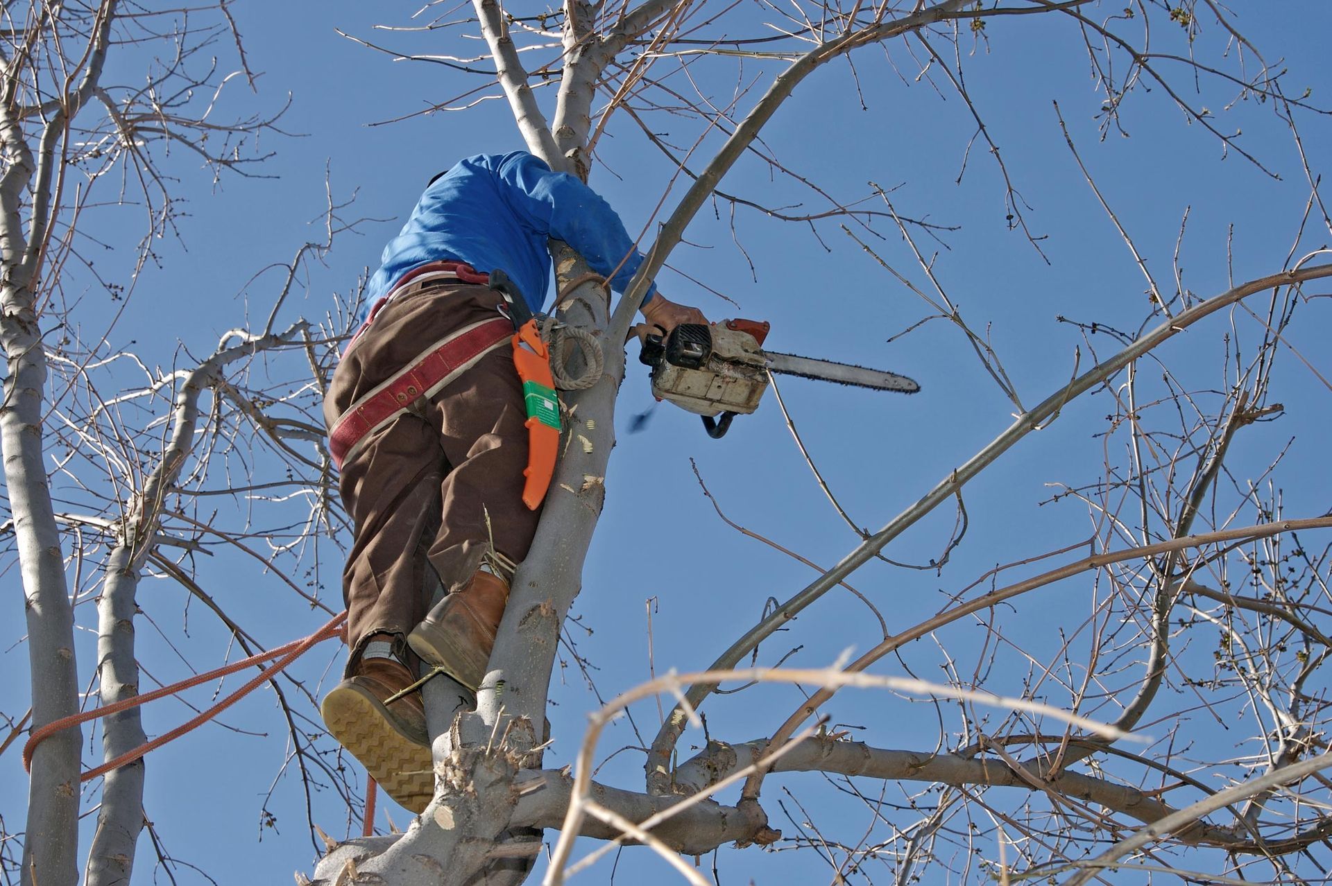 An arborist high up in an elm tree, with a saw, performing a tree trimming service. An arborist high up in an elm tree, with a saw, performing a tree trimming service.