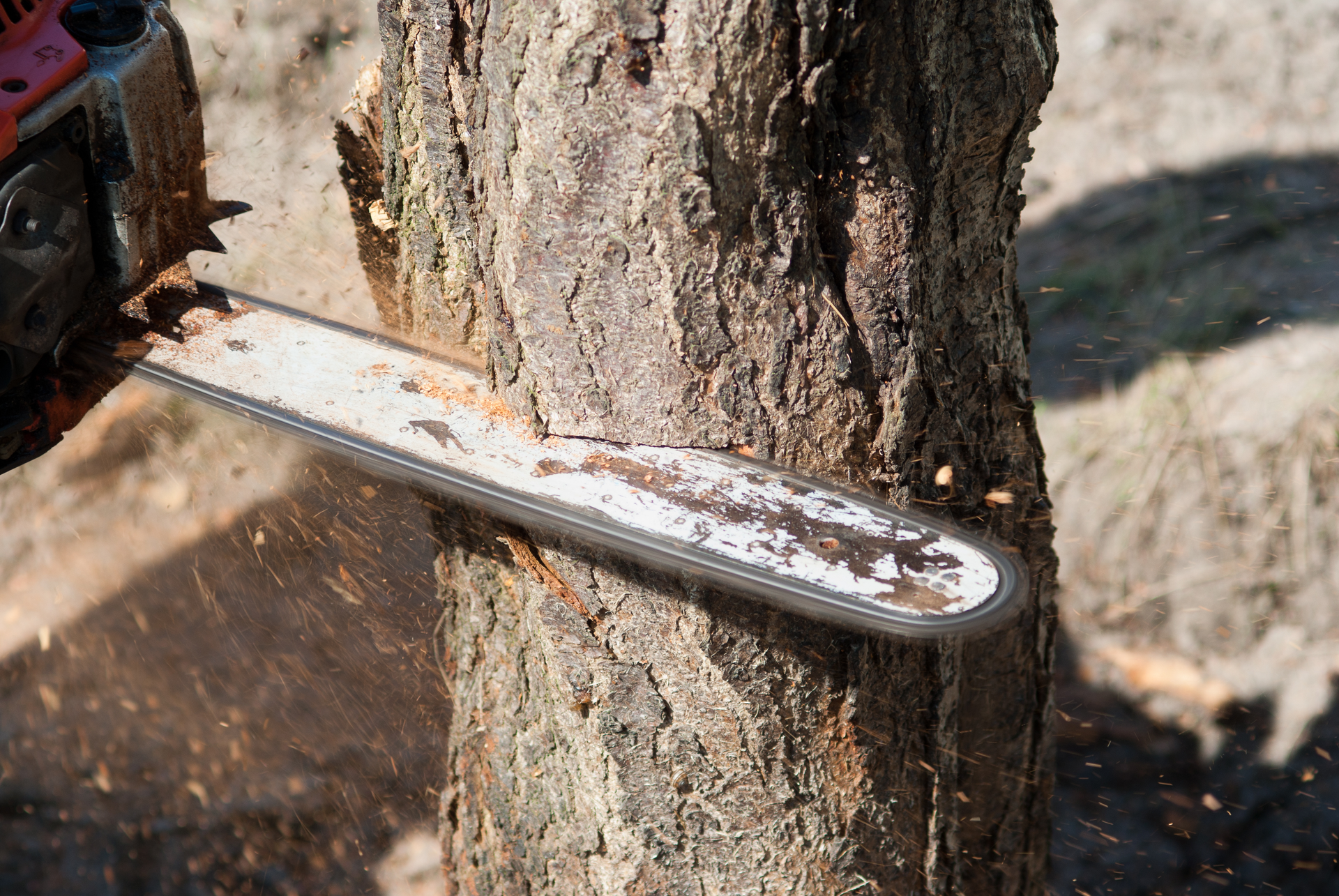 Chainsaw cutting through tree trunk during professional tree removal service.