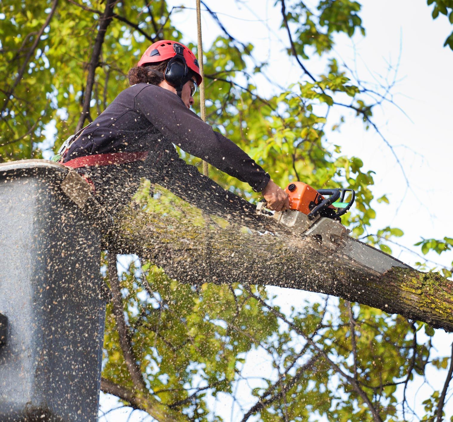 Person in safety gear cutting a tree branch with a chainsaw on a platform. Person in safety gear cutting a tree branch with a chainsaw on a platform.