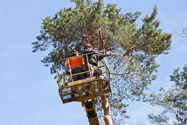 Tree service workers trimming tall pine tree with chainsaw from aerial bucket lift.