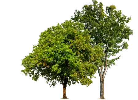 Two Tree — San Diego, CA — One Tripp Tree Service Two Tree — San Diego, CA — One Tripp Tree Service