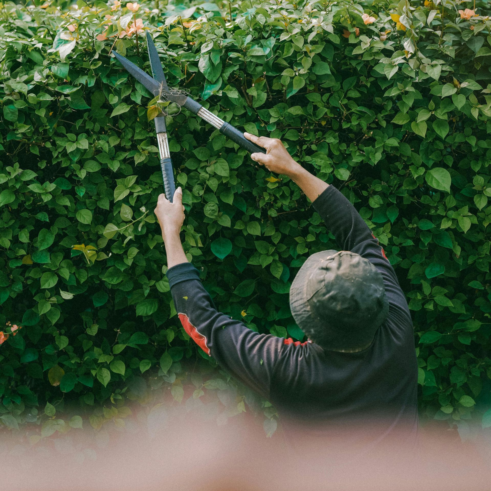 Person trimming a leafy hedge with long-handled pruning shears